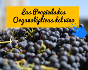 Tipos de botellas de vino según formas y colores
